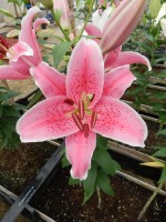 [4369 Pink Zsar GA No02.JPG]